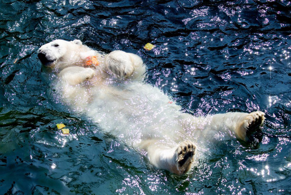 La osa polar Milana toma un baño en su piscina en el zoológico de Hanover, Alemaña