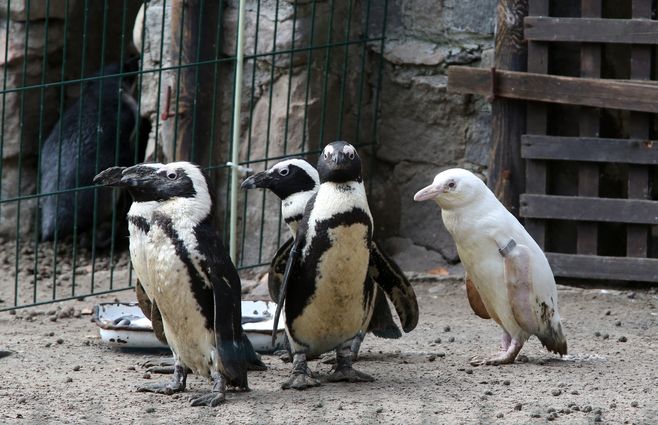 Pinguino-blanco-AFP.jpg