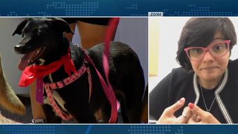 intendencia de montevideo habilito a que bares y restaurantes puedan ser pet friendly