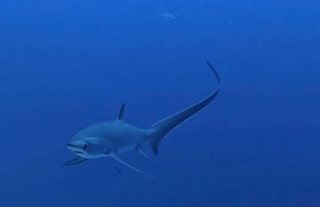 TIBURÓN-SHARK-INSTAGRAM.jpg