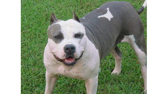 Niño murió tras feroz ataque del perro pitbull de sus tíos