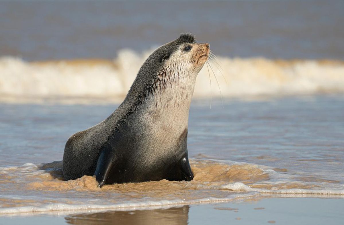 Hallan simpático lobo marino subantártico en playas de Canelones