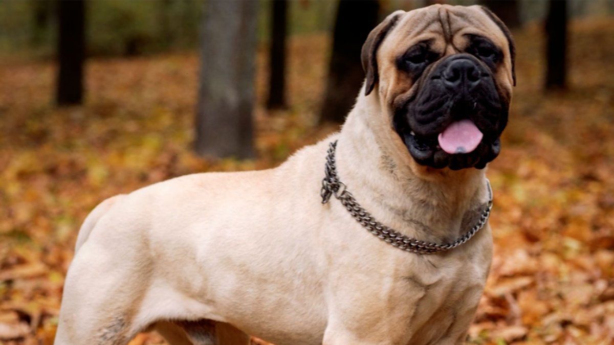 son los perros bullmastiff agresivos o peligrosos