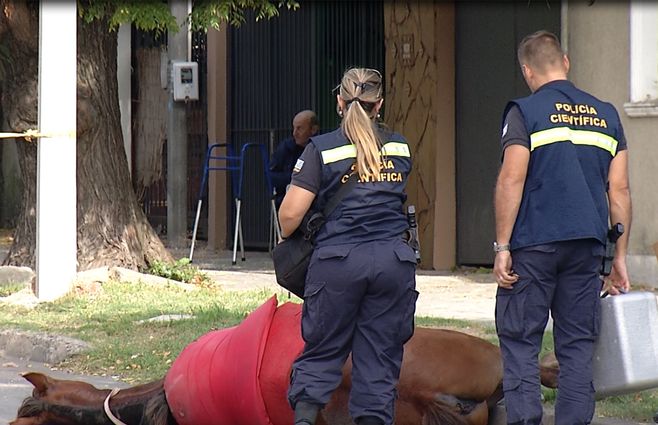 policia-cientifica-caballo-pruebas.jpg
