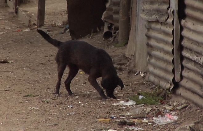 perro-abandonado-asentamiento.jpg