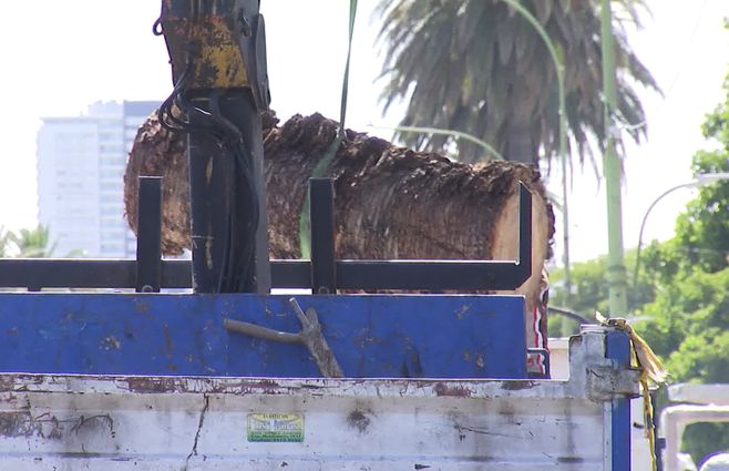 palmeras-en-bv-artigas