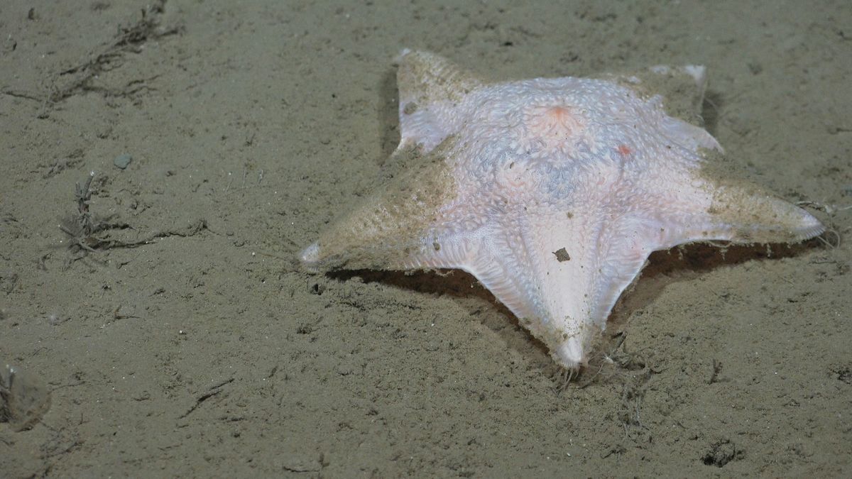 Hymenaster. Fuente: Schmidt Ocean Institute