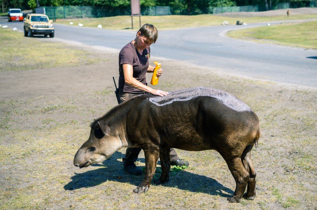 Una cuidadora de animales pone crema solar en la piel de un tapir en el parque Serengeti de Alemania