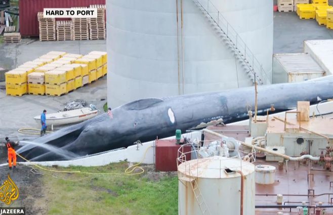 ballena-muerta-islandia.jpg