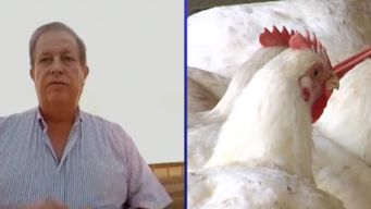 inspeccionaron a mas de 50 productores tras brote de gripe aviar en san gregorio de polanco