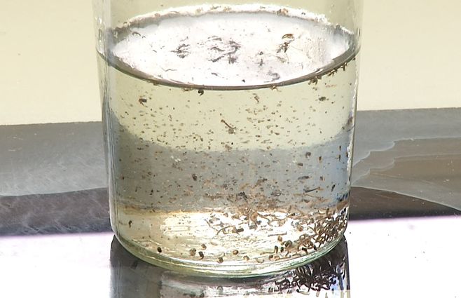 MOSQUITOS--LABORATORIO--FACULTAD.jpg