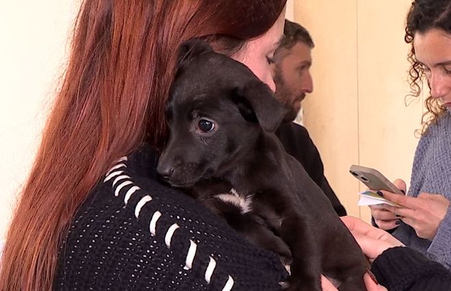 perro-adopción-montevideo-sábado-nueva