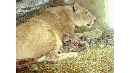 Conocé a los 4 leones que nacieron el martes en el Zoo de Salto