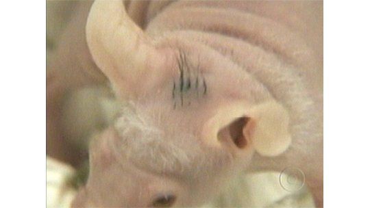 Ratones de laboratorio tratados con leche humana inmunes al VIH