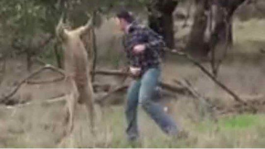canguro golpeado