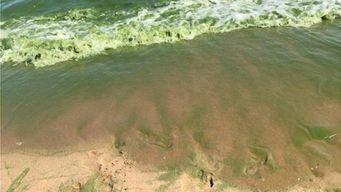 advierten sobre floracion de cianobacterias en la laguna del sauce: tiende a sostenerse o incluso a incrementarse