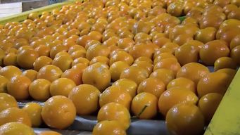 inia y productores de citricos: crearon una red tecnologica para el proceso de poscosecha
