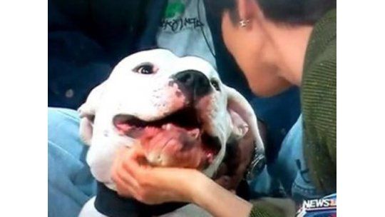 Periodista mordida en la cara por un perro recibió 70 puntos
