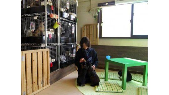 Última moda en Japón: tomar café con cabras, conejos y gatos