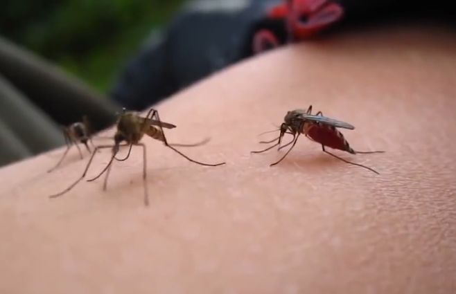 mosquitos-en-un-brazo.jpg