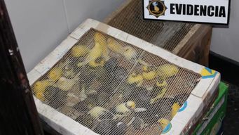 inba alerta por aumento de contrabando de animales de diversas especies en la frontera