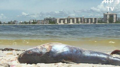 aparecieron mas de 100 toneladas de animales muertos en la costa de florida