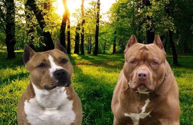 American-Staffordshire-Terrier-credito-youtube.jpg