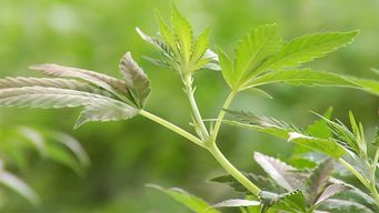condenaron a joven de 19 anos que robo plantas de marihuana de club cannabico cuyo valor supero los $60.000