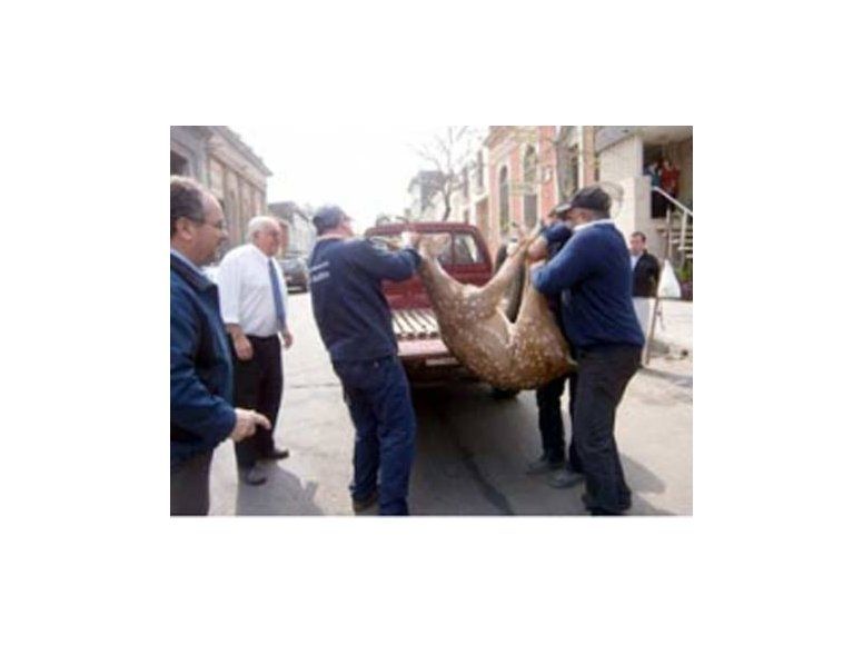 Un ciervo descontrolado agitó la zona céntrica de Salto