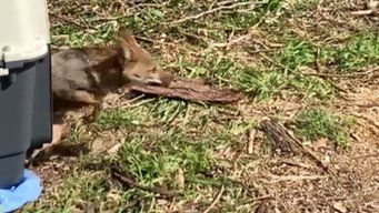 capturaron al zorro que deambulaba por montevideo y lo liberaron en humedales de santa lucia