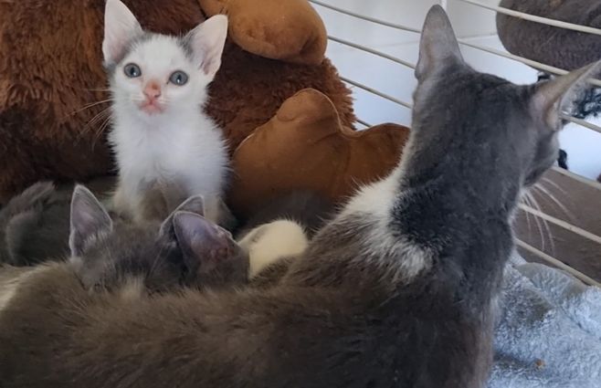gatos-rescatados-refugio