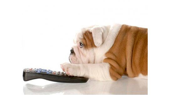 Dog TV, un canal con contenidos exclusivos para perros
