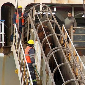 Casi 3.000 vacas procedentes de Uruguay bloqueadas en barco frente a Turquía por falta de certificados Casi 3.000 vacas procedentes de Uruguay bloqueadas en barco frente a Turquía por falta de certificados