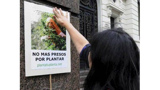 Libertad pero con multas duras por incumplir dosis de marihuana