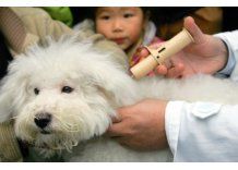 Campaña para colocar chips a la población de perros en Salto