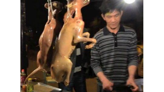 Cruel matanza de perros en China: 10 millones al año