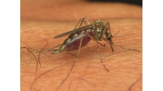 Prueban una nueva vacuna efectiva contra tres tipos de dengue