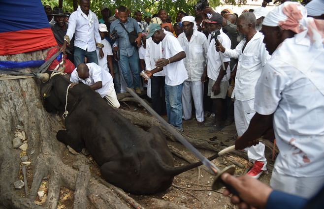 Toro sacrificado durante ritual vudú de Pascua, en Haití. 