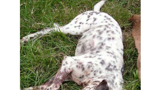La matanza de un perro indigna otra vez a la población