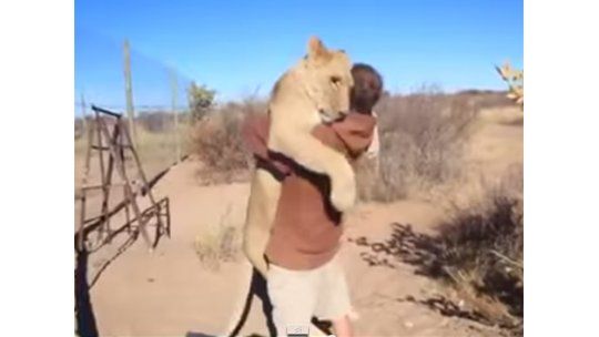 El conmovedor abrazo de una leona a su cuidador