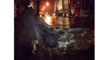 Más de 20 árboles caídos, chapas y carteles volados por temporal