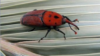 umpierrez preocupado porque rocha se encuentra muy solo en el combate al picudo rojo y por la severa sequia en el departamento