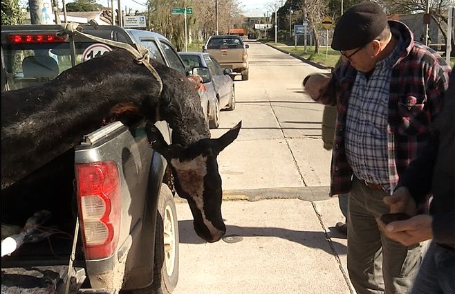 vaca-muerta-canelones-camioneta.jpg