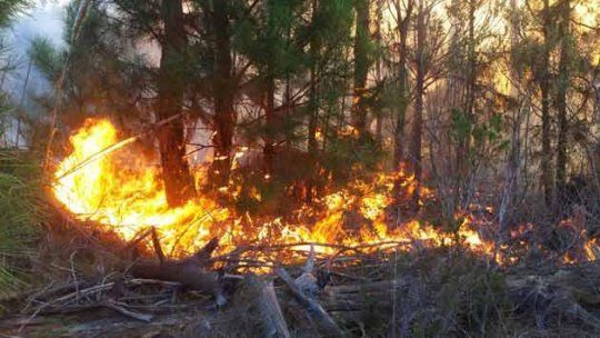incendio punta del daiblo abril 2015
