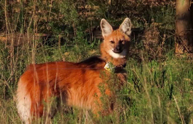 aguará-chamarrita-soriano