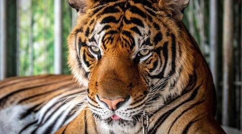 Foto: AFP. Tigre fotografiado en parque en Tailandia. Foto: AFP. Tigre fotografiado en parque en Tailandia.