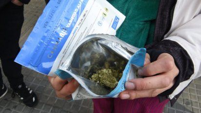 la cosecha de cannabis no da abasto para satisfacer la demanda