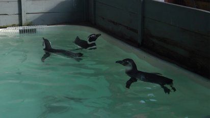 vendieron el predio de la ong socobioma y tienen 60 dias para buscar nuevo terreno