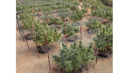 Marihuana oficial será 4 veces más suave que la que hoy se vende