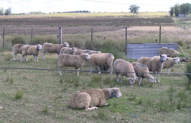 ovejas-campo-tala-ataque-perros.jpg